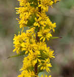 Roan Mountain goldenrod